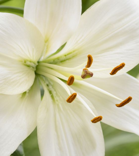 Asiatic Lily Pearl Frances | John Scheepers Beauty from Bulbs