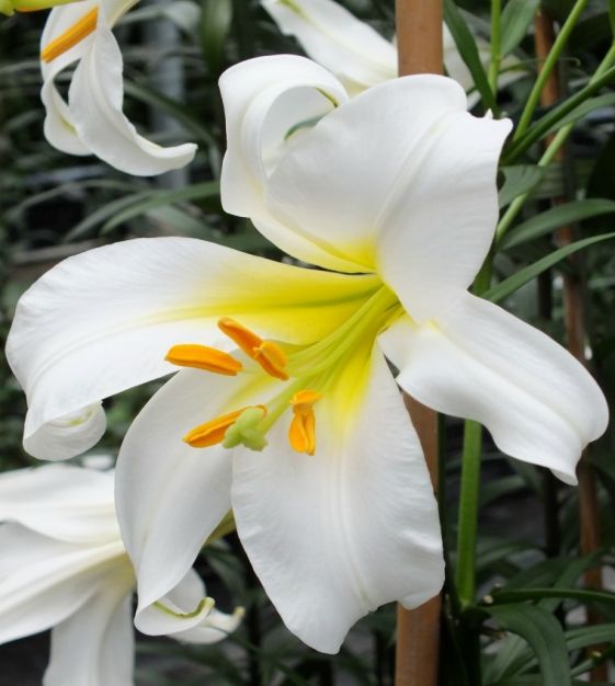Lily regale album | John Scheepers Beauty from Bulbs