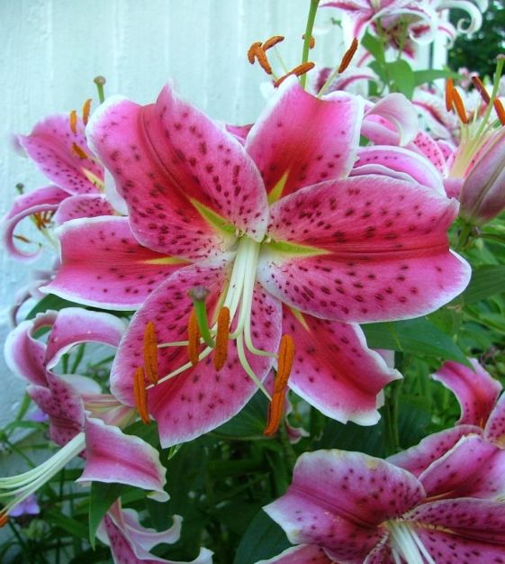 Lily Stargazer