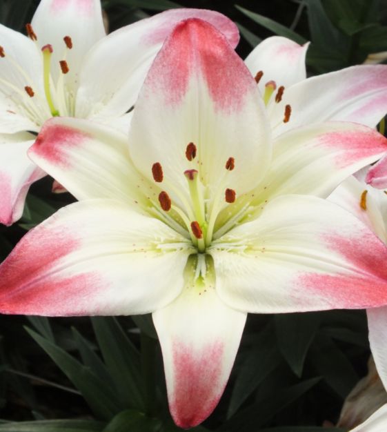 Asiatic Lily Lollipop | John Scheepers Beauty From Bulbs