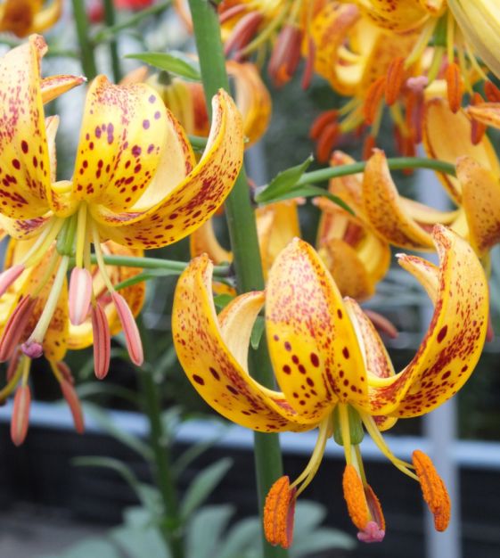Lily martagon Sunny Morning