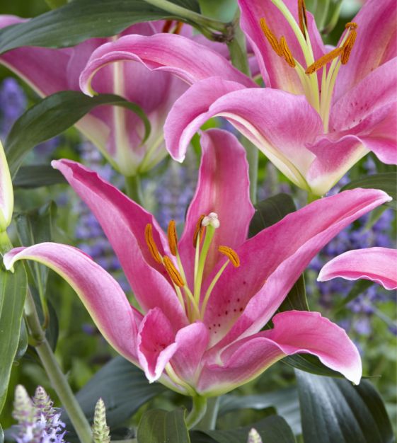 Oriental Lily Mount Cook | John Scheepers Beauty From Bulbs