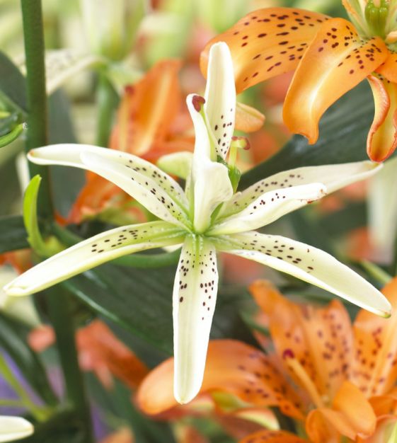lilyです Asiatic Lily Must See | John Scheepers Beauty From Bulbs