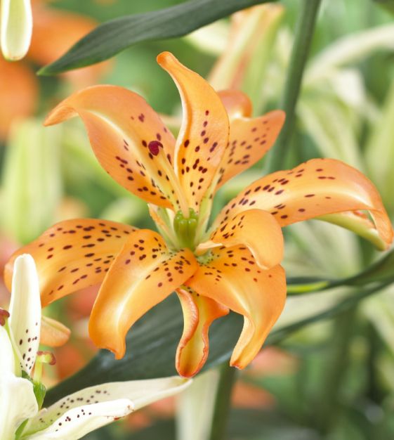 Asiatic Lily Must See