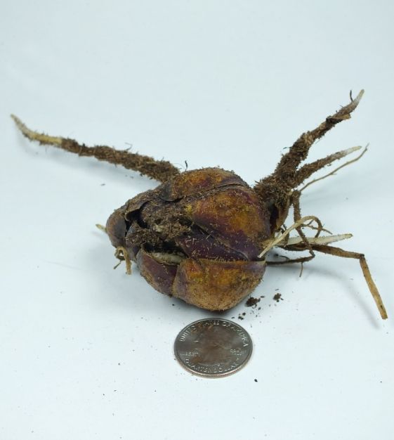 Lily Anastasia | John Scheepers Beauty from Bulbs