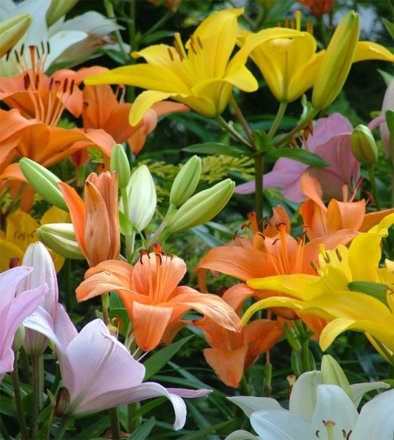 The Asiatic Lily Rainbow Mixture