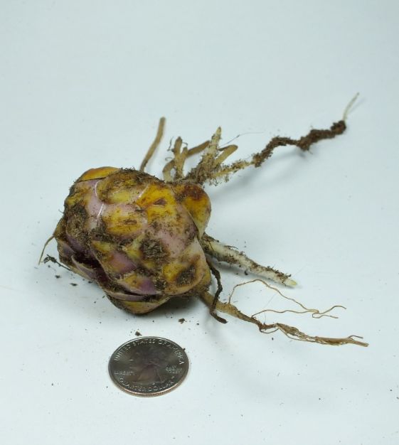 Lily Conca d'Or | John Scheepers Beauty from Bulbs