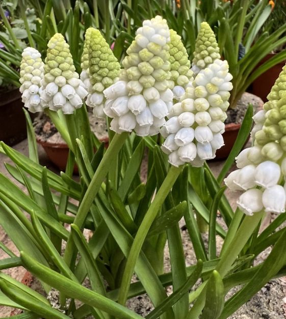 Muscari Alaska | John Scheepers Beauty From Bulbs