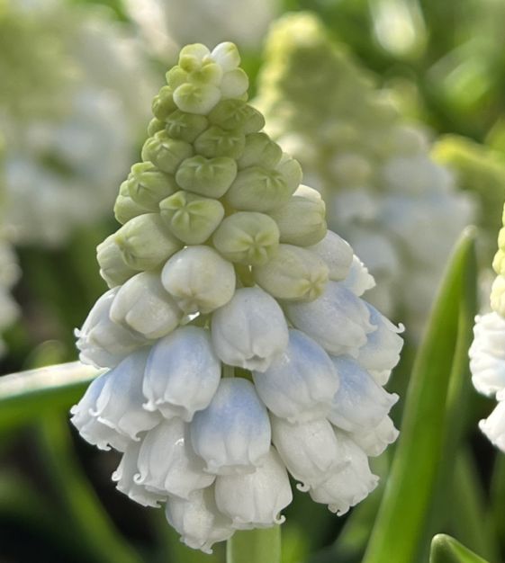 Muscari Alaska | John Scheepers Beauty From Bulbs