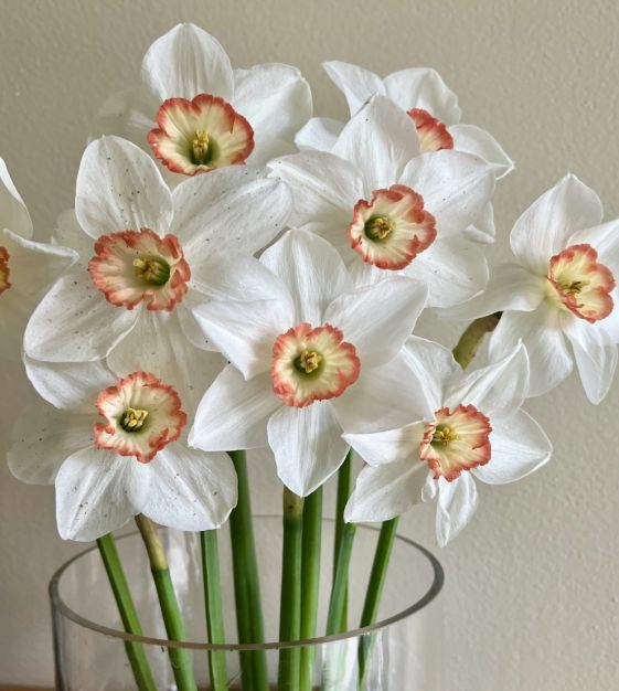Narcissus Audubon