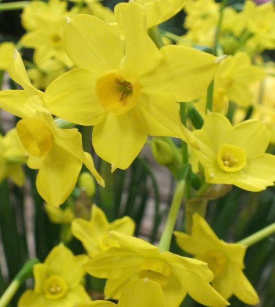 John Scheepers Narcissus Baby Boomer - Thumbnail 3