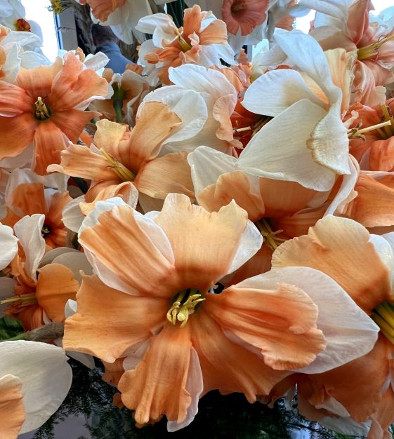 Narcissus Electrus