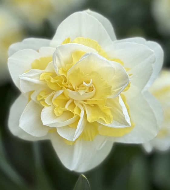 Narcissus Eline | John Scheepers Beauty from Bulbs