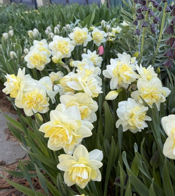 Narcissus Eline | John Scheepers Beauty from Bulbs