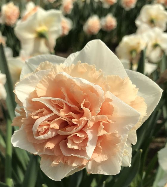 Narcissus Flower Surprise | John Scheepers Beauty from Bulbs