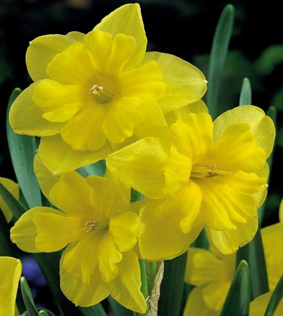 The Fragrant Narcissus Mixture