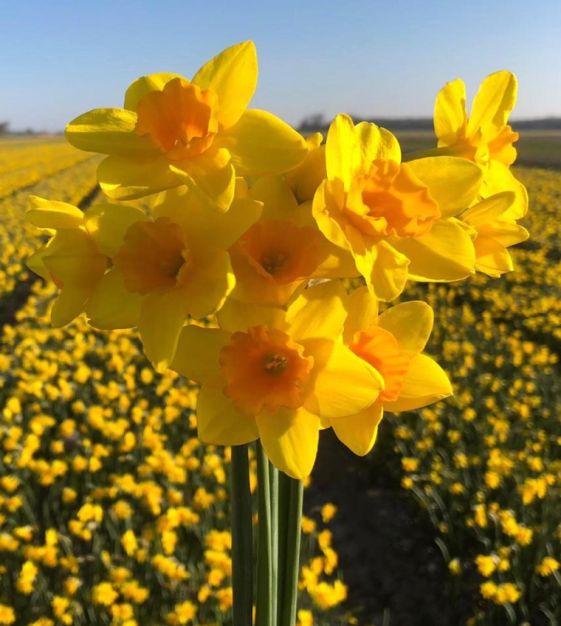Narcissus Garden Opera