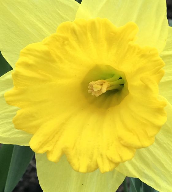 Narcissus Gigantic Star