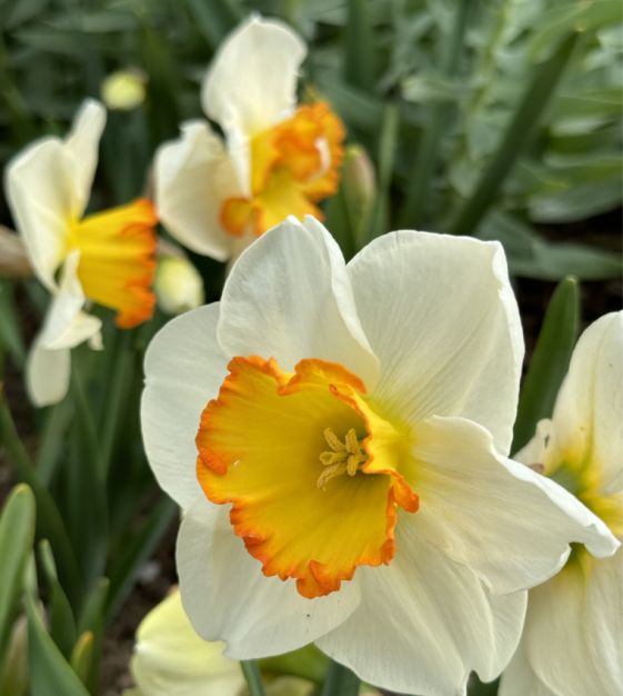 Large Cupped Narcissus Hawaiian Skies | John Scheepers Beauty from