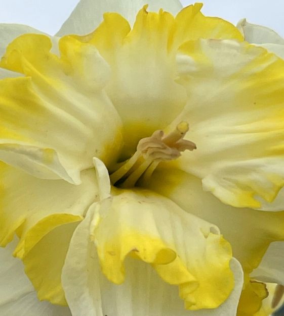 Split-Cup Narcissus Lemon Taffeta | John Scheepers Beauty From Bulbs