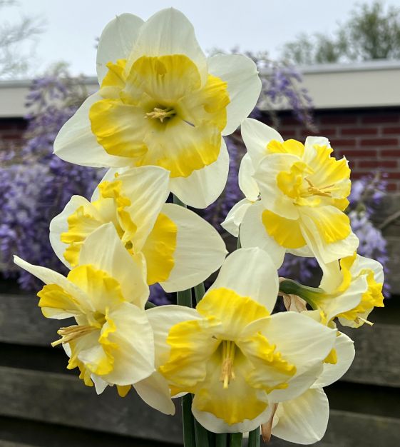 Split-Cup Narcissus Lemon Taffeta | John Scheepers Beauty From Bulbs