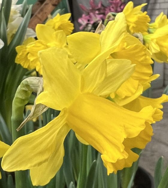 Narcissus pseudo-narcissus ssp. obvallaris