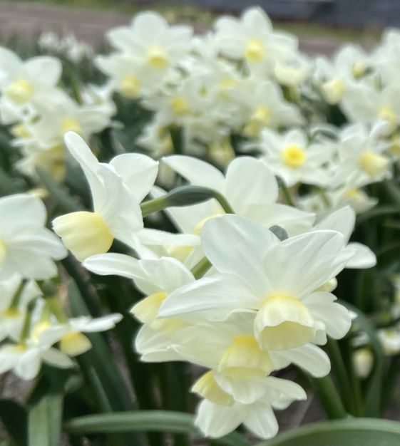 Narcissusシフォン迷彩ビスチェ Narcissus Narcissus Large Cupped Pink Charm from Netherland Bulb