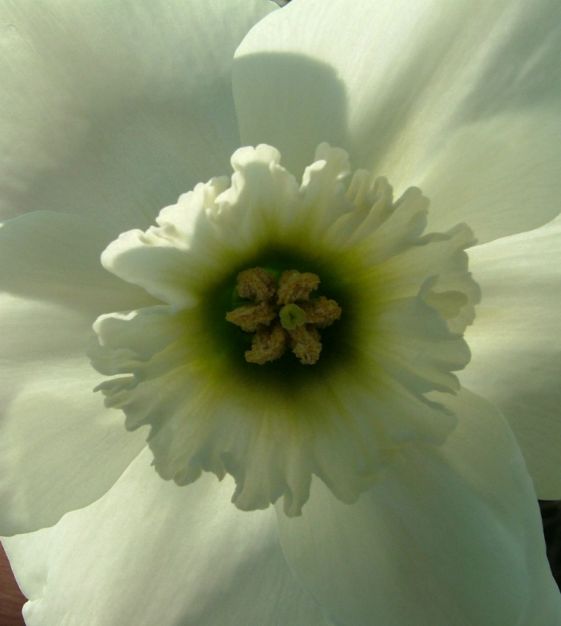 Narcissus Stainless