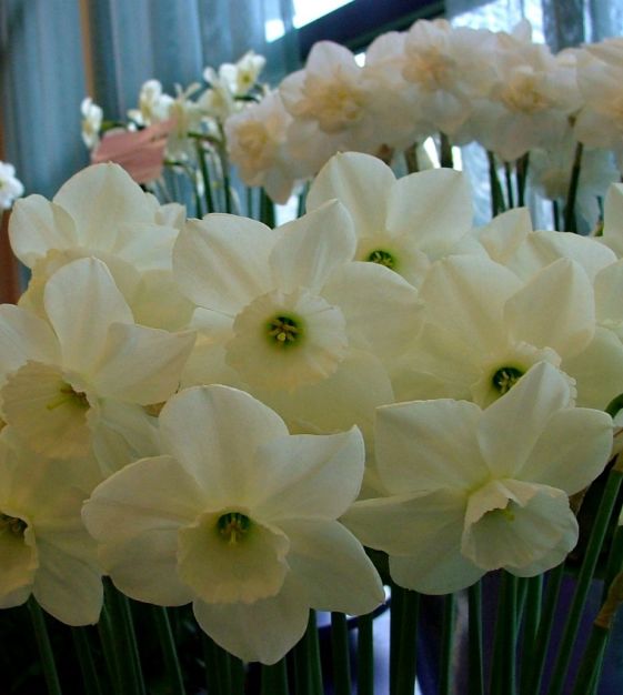 Narcissus Stainless