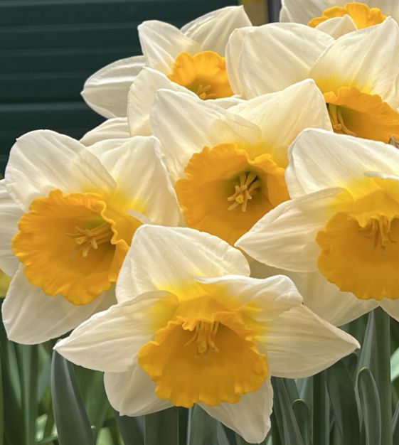 Large Cupped Narcissus Bitcoin | John Scheepers Beauty From Bulbs