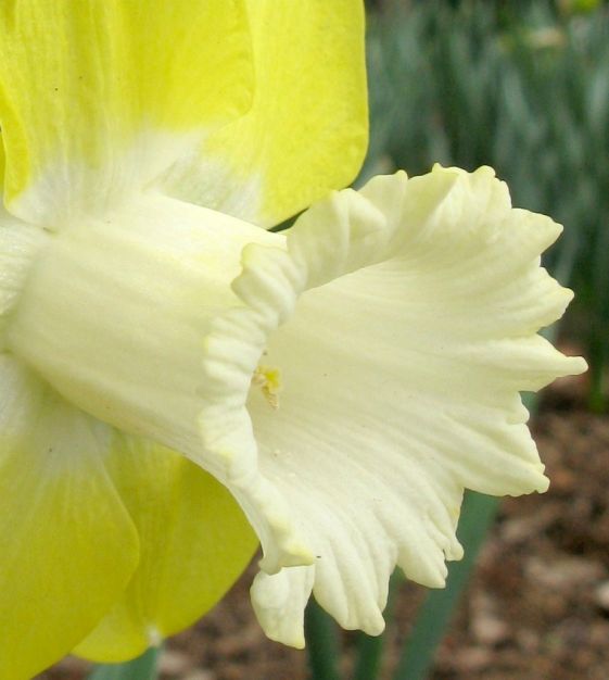 タレントカード narcissus Narcissi Large Cupped 'Chromacolor' Daffodil from ADR Bulbs