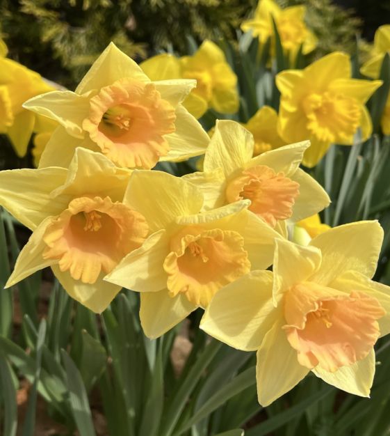 Narcissus❥❥フェザートップス SINNフェザーチュールトップス | Narcissus WEB STORE