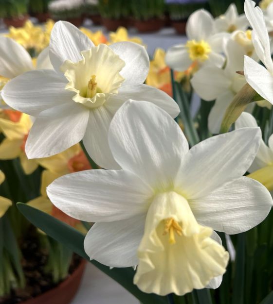 Narcissus Watch Up