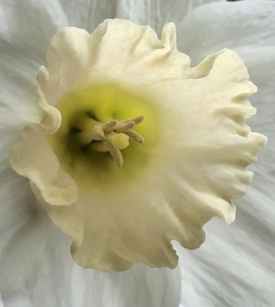 Narcissus Watch Up