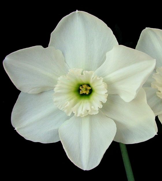 The Heavenly All-White Narcissus Mixture