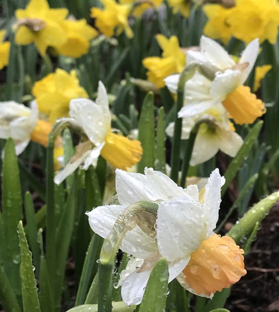 Narcissus Winter Waltz | John Scheepers Beauty from Bulbs