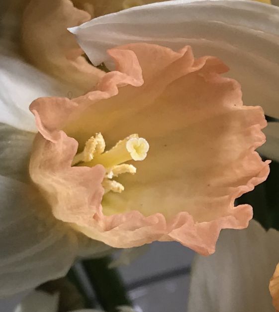 Narcissus Winter Waltz | John Scheepers Beauty from Bulbs