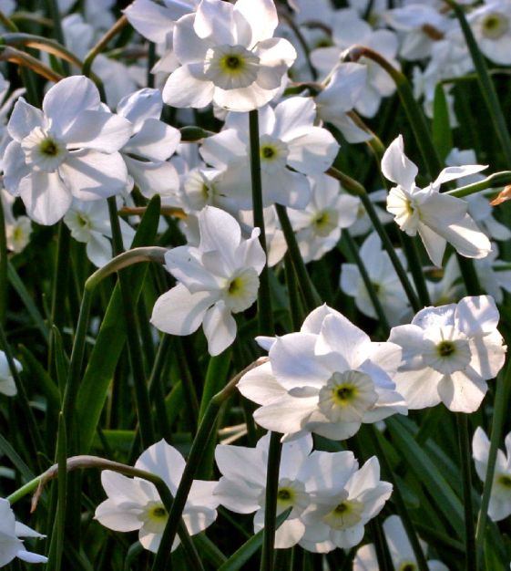 Narcissus Xit