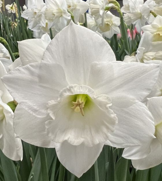 Large Cupped Narcissus Arctic Power | John Scheepers Beauty From Bulbs