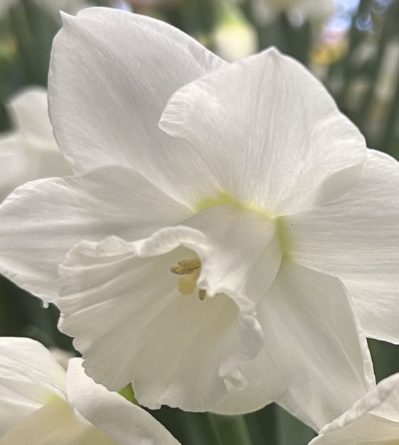 narcissusインポート Large Cupped Narcissus Arctic Power | John Scheepers Beauty From Bulbs