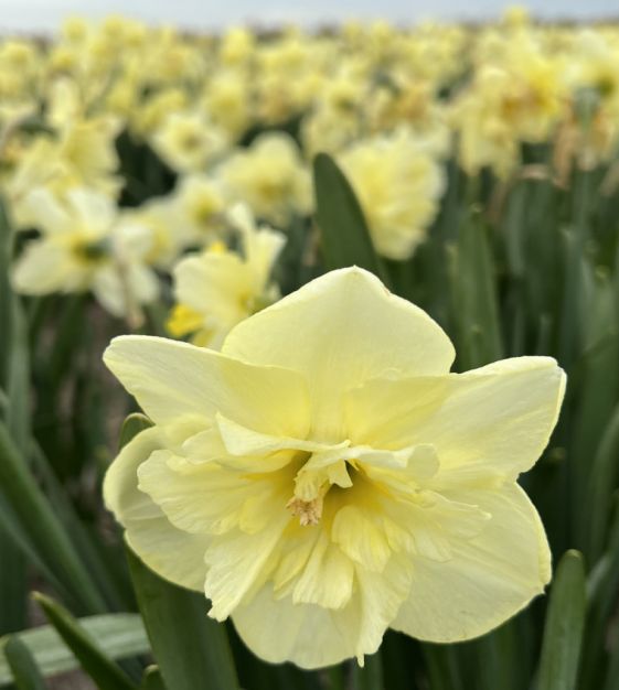 Narcissus Dancing Moonlight | John Scheepers Beauty From Bulbs