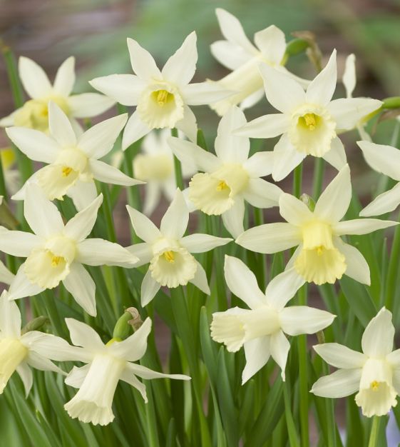 John Scheepers Narcissus Elka - Thumbnail 3
