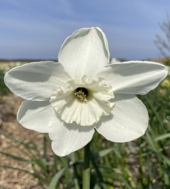 Narcissus Falmouth Bay | John Scheepers Beauty From Bulbs