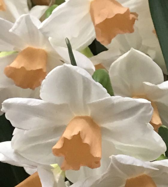 Tazetta Narcissus Kapiti Peach | John Scheepers Beauty from Bulbs