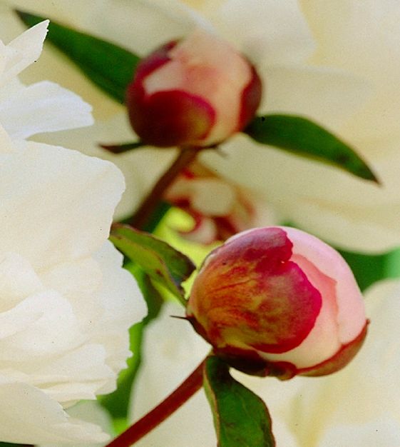 Peony Gardenia