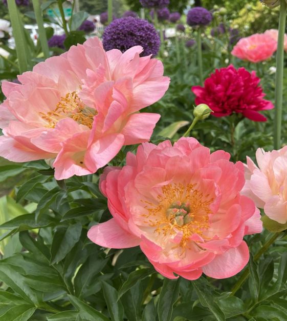 Peony Coral Sunset | John Scheepers Beauty from Bulbs