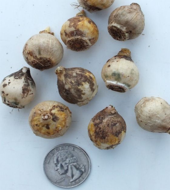Puschkinia scilloides var libanotica