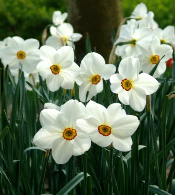 The Scheepers Gold Medal Southland Narcissus Mix