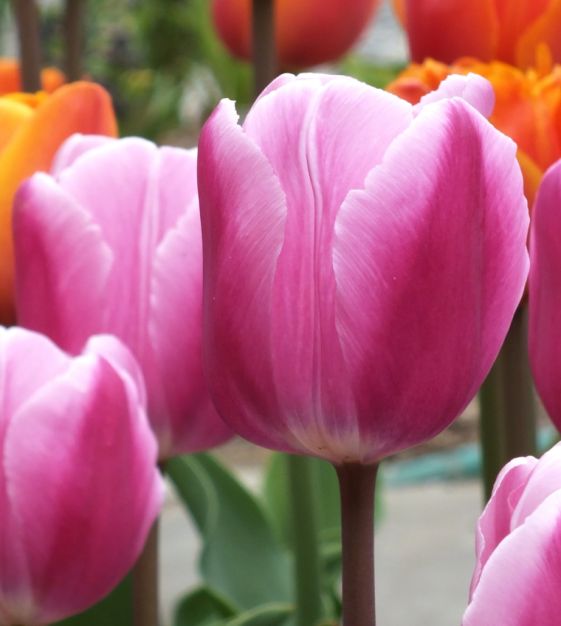 Tulip Aafke | John Scheepers Beauty from Bulbs