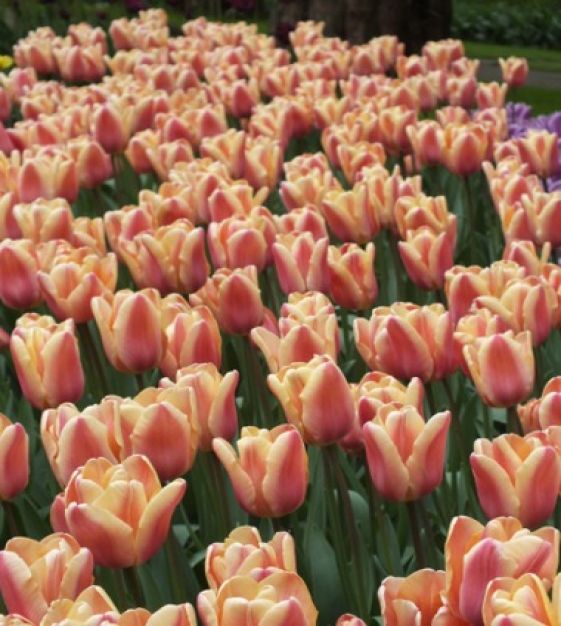 Tulip Apricot Foxx | John Scheepers Beauty from Bulbs